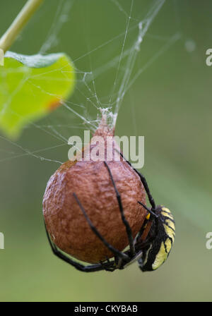 Sept. 2, 2012 - Roseburg, Oregon, U.S - A large female black and yellow garden spider works to construct her papery egg case in a blackberry thicket along a creek on a farm near Roseburg.  After laying several thousand eggs she'll die.  The spiderlings will emerge in the spring. (Credit Image: © Robin Loznak/ZUMAPRESS.com) Stock Photo