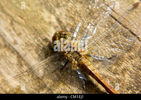 A female Ruddy Darter dragonfly bathes in the sun on some decking in Essex, UK on Thursday 13th September 2012. Stock Photo