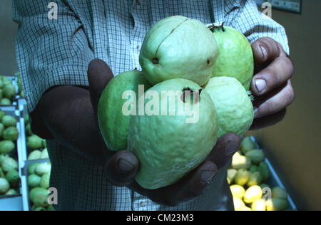 Sept. 17, 2012 - Qalqilya, West Bank, Palestinian Territory - A Palestinian man displays guava fruits, during the guava festival in the West Bank city of Qalqilya, Sept. 17, 2012  (Credit Image: © Nedal Eshtayah/APA Images/ZUMAPRESS.com) Stock Photo