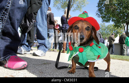 Sep. 22, 2012 - Galena, Illinois, U.S. - Laurie Knickrehm of Maquoketa, Iowa walks her six-year-old Dachshund named Lily in the Parade of Champions before the Wiener Dog Heat Races during Oktoberfest events in Galena, Illinois, Saturday. More than 125 dogs of varying ages, raced in three different age categories throughout the day (Credit Image: © Kevin Schmidt/ZUMAPRESS.com) Stock Photo