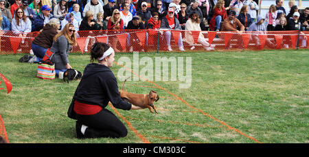 Sep. 22, 2012 - Galena, Illinois, U.S. - Hundreds of people from across the Midwest watched more than 125 Dachshunds of varying ages and sizes, raced in three different age categories throughout the day in Wiener Dog Races during Oktoberfest events in Galena, Illinois, Saturday (Credit Image: © Kevin Schmidt/ZUMAPRESS.com) Stock Photo