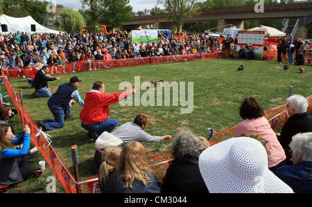 Galena, Illinois, USA 22nd September 2012. Hundreds of people from across the Midwest watched more than 125 Dachshunds of varying ages and sizes, race in three different age categories throughout the day in Wiener Dog Races during Oktoberfest.  (Credit Image: © Kevin Schmidt/ZUMAPRESS.com) Stock Photo