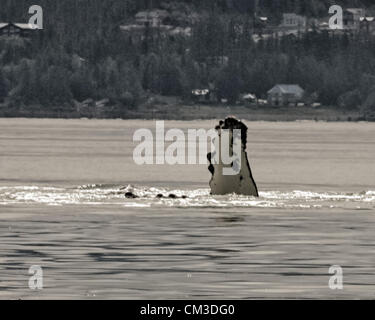 July 5, 2012 - Borough Of Juneau, Alaska, US - The flipper of a Humpback Whale (Megaptera novaeangliae), a protected species, breaks the surface of the water between Auke Bay and Stephens Passage, Alaska. (Credit Image: © Arnold Drapkin/ZUMAPRESS.com) Stock Photo