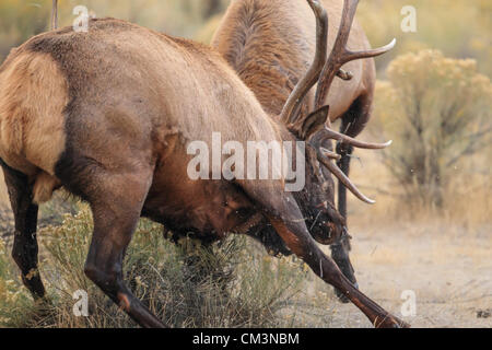 Mammoth, Wyoming, USA, 26 September, 2012 -- In the midst of their mating season, bull Elk battle each other in the town of Mammoth, Wyoming. Stock Photo