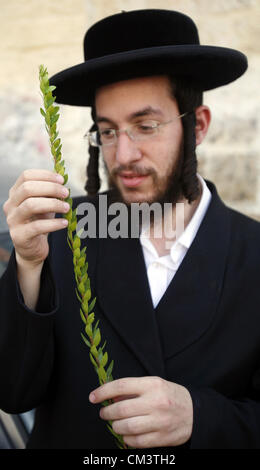 Sept. 28, 2012 - Jerusalem, Jerusalem, Palestinian Territory - An Ultra-Orthodox Jewish man closely inspects the Hadas or Myrtle, one of four plants species used during the celebration of Sukkot, the Feast of the Tabernacles, in the ultra-Orthodox neighbourhood of Meah Shearim, in Jerusalem on September 28, 2012. The Sukkot feast begins on October 13 and commemorates the exodus of Jews from Egypt some 3200 years ago  (Credit Image: © Mahfouz Abu Turk/APA Images/ZUMAPRESS.com) Stock Photo