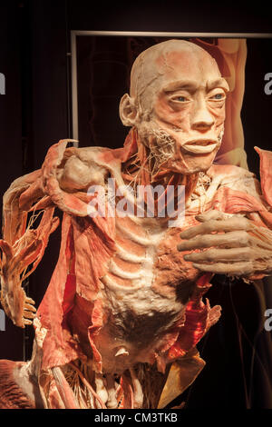 Italy Torino Palaisozaki the exhibition The Human Body Exhibition September 28, 2012 at 12 Am .The exhibition opens to the public on 29 September 2012 and ending January 13, 2013.The bodies in the exhibition are human died of natural causes and treated with a special method called plastination. The visitors, thanks to this method of conservation can view all body organs, bones and muscles and all the inside of the body in every detail. Stock Photo