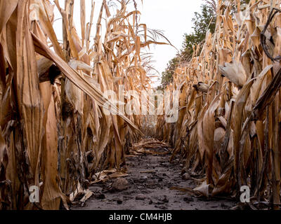 Sep. 28, 2012 - Northfield, Minnesota, U.S. - A drying corn field waits for harvest in southern Minnesota. By chance, Northfield has received rain while areas only a few hours south are suffering record droughts (Credit Image: © David I. Gross/ZUMAPRESS.com) Stock Photo