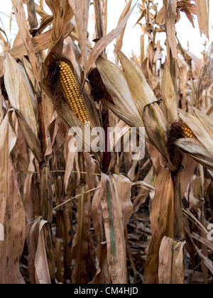 Sep. 28, 2012 - Northfield, Minnesota, U.S. - A drying corn field waits for harvest in southern Minnesota. By chance, Northfield has received rain while areas only a few hours south are suffering record droughts (Credit Image: © David I. Gross/ZUMAPRESS.com) Stock Photo