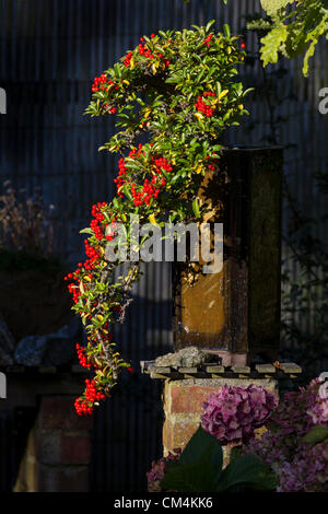 2012-10-03 Northampton UK. Bonsia.Pyracantha (Prunus coccinea) Cascade Style with a shaft of Autumn sunshine lighting up the berries and pot. Stock Photo