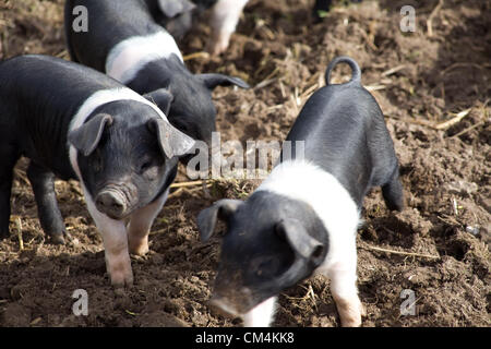 British Saddleback Piglets foraging for food in the mud. A British Rare Breed Pig that is black & white. Stock Photo