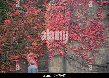 London, UK. 19th October 2012.  A man walks past Autumn display of colors on Horse Guards Parade in London. Credit:  amer ghazzal / Alamy Live News Stock Photo