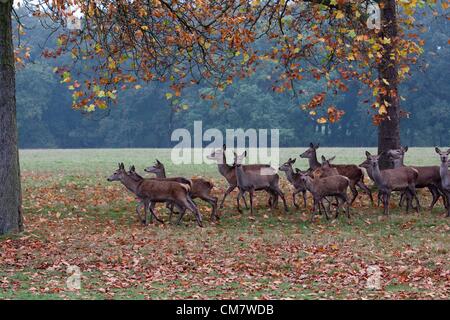 24th Oct 2012 : Windsor, UK - Autumn deer in Windsor Great Park. Stock Photo