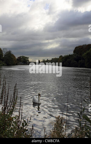 A swan swims along the River Thames at Hampton Court Palace. View towards Kingston, England UK. Stock Photo