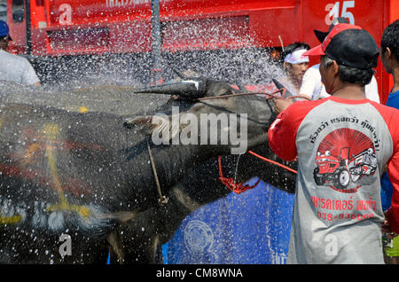 A water buffalo taking part in racing is cooled down,courtesy of the fire brigade. The annual races included 140 buffaloes in one day. Stock Photo