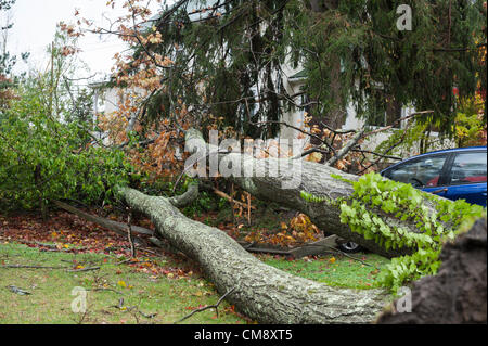 Chappaqua, NY, USA 30 Oct 2012: Hurricane force winds from Hurricane Sandy hit Westchester County New York Monday. Fallen trees caused the most severe damage in towns not on the water, as seen here the day after the storm. At least 150 large trees were downed in Chappaqua NY. Here a neighbor's oak tree hit a home and two cars, causing property damage but no injuries. Elsewhere in the Hudson Valley three people, including two children, died when trees fell on homes. Stock Photo