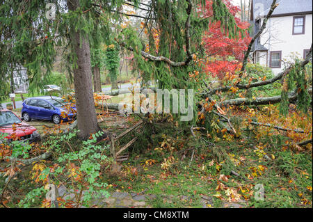 Chappaqua, NY, USA 30 Oct 2012: Hurricane force winds from Hurricane Sandy hit Westchester County New York Monday. Fallen trees caused the most severe damage in towns not on the water, as seen here the day after the storm. At least 150 large trees were downed in Chappaqua NY. Here an uprooted oak tree hit caused property damage but no injuries. Elsewhere in the Hudson Valley three people, including two children, died when trees fell on homes. Stock Photo