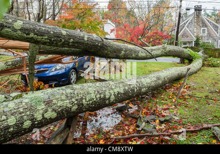 Chappaqua, NY, USA 30 Oct 2012: The day after hurricane force winds from Hurricane Sandy hit Westchester County New York, damage from the tropical superstorm was evident. Fallen trees caused the most severe damage in towns not on the water, as seen here. At least 150 large trees were downed in Chappaqua NY. Here a neighbor's oak tree was completely uprooted causing property damage but no injuries. Elsewhere in the vicinity three people, including two children, died when trees fell on homes. Stock Photo