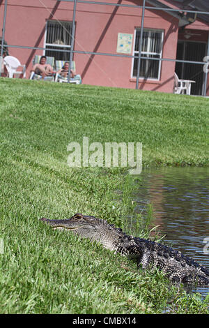 27th June 20121 - A small alligator close to rental homes in  Florida.  Following the news story of an Alligator being killed in Mississippi after it Stock Photo