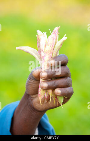 June 1, 2012 - Matafeni (Village, Zimbabwe - June 1, 2012, Mberengwa ...