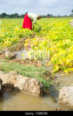 June 1, 2012 - Matafeni (Village, Zimbabwe - June 1, 2012, Mberengwa ...