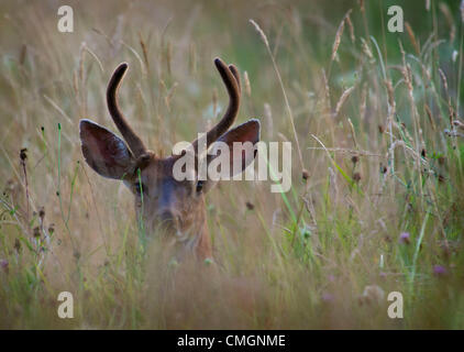 Aug. 7, 2012 - Elkton, Oregon, U.S - A young black-tailed buck deer, with its antlers still in velvet, keeps watch as it reclines in a field of tall grass and wildflowers on a rural farm near Elkton. (Credit Image: © Robin Loznak/ZUMAPRESS.com) Stock Photo