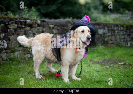 Lancashire, UK. Saturday, August 18th 2012.  Labrador dog wearing cloak and hat at the Big Witch Event Barley, in the borough of Pendle, in Lancashire, England. Official Guinness World Record attempt at “the largest gathering of people dressed as witches, raising funds for Pendleside Hospice. Stock Photo