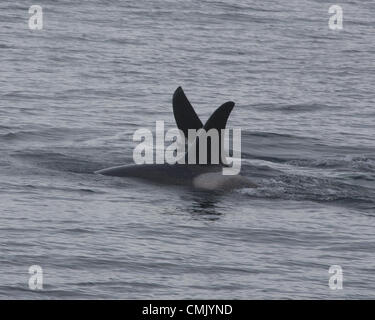 July 1, 2012 - Alaska, US - The crescent-shaped dorsal fin (foreground) of an adult female Orca Whale (Orcinus Orca) crosses that of an adult male as they swim in Kenai Fjords National Park Resurrection Bay in Alaska. Popularly known as Killer Whales they are the largest member of the dolphin family and predatory sea mammals. Orcas were adversely affected in the Kenai Fjords region by the Exxon Valdez oil spill. (Credit Image: © Arnold Drapkin/ZUMAPRESS.com) Stock Photo