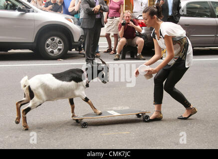 August 21, 2012. New York, U.S. A skateboarding goat films a stunt outside 'The Late Show With David Letterman' held at the Ed Sullivan Theater. Stock Photo