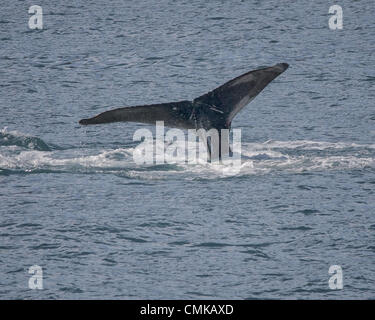 July 1, 2012 - Alaska, US - A Humpback Whale (Megaptera novaeangliae) in Resurrection Bay in Kenai Fjords National Park in Alaska flukes up--lifts its tail out of the water--as it begins its dive. Whales are identified by the markings on the underside of the fluke. Four of a series of six. (Credit Image: © Arnold Drapkin/ZUMAPRESS.com) Stock Photo
