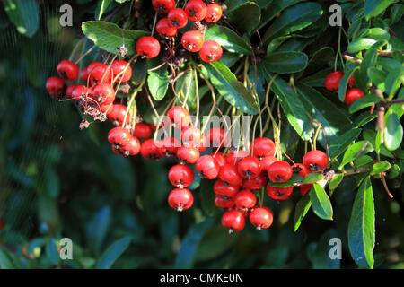 Epsom, Surrey, England, UK. 2nd November 2013.  The morning sun shines on the bright red berries of a pyracantha bush as Autumn takes a hold on Southern Britain.  A bumper crop of fruits has been seen this autumn due to this years weather creating ideal conditions for their growth. Temperatures are also very mild for the time of year reaching a high of 14 degrees centigrade today. Credit:  Jubilee Images/Alamy Live News Stock Photo