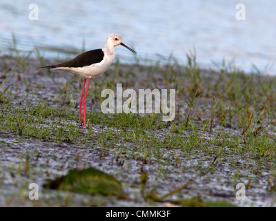 Black-winged stilt, Yala Stock Photo