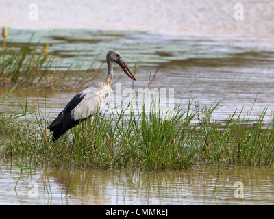 Asian openbill stork, Yala Stock Photo