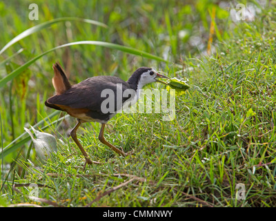 Birds of Sri Lanka. White-breasted Waterhen (Korawakka (sing ...