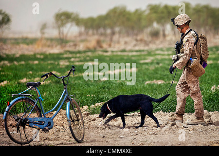 A U.S. Marine dog handler with Windy, an improvised explosive device detection dog, search the perimeter of the Safar School compound March 18, 2012 in Safar Bazaar, Afghanistan. Stock Photo