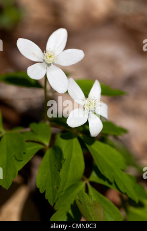 Wood Anemone is an early spring wildflower that many times forms sizable colonies on forest floors and hillsides.  Since the flowers are on slender stalks and tremble in the slightest breeze, they are also known as 'Wind Flowers'. Stock Photo