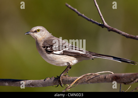 As its name implies, the Mockingbird often imitates the songs of other birds.  According to my Audubon Field Guide, the songs of 36 other species were identified in one recording of a Mockingbird.  They are very territorial, and will attack their own reflection if it lies within their boundaries. Stock Photo