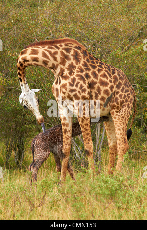 New born masai giraffe with mother Stock Photo
