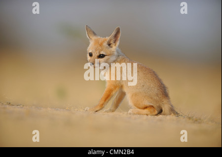 Bengal fox (Vulpes bengalensis),  Indian fox Stock Photo