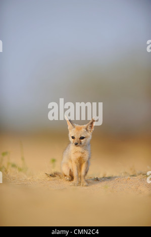 Bengal fox (Vulpes bengalensis),  Indian fox Stock Photo