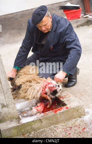 Bajram (Bayram) or Eid Al Adha. The slaughter of a sheep in a ritual sacrifice. Visoko, Bosnia and Herzegovina. Stock Photo