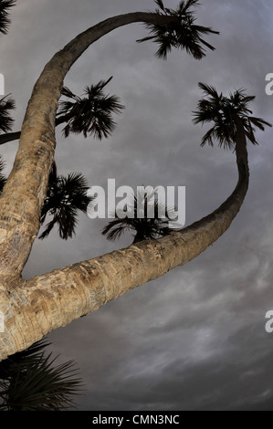 doum palm tree Stock Photo