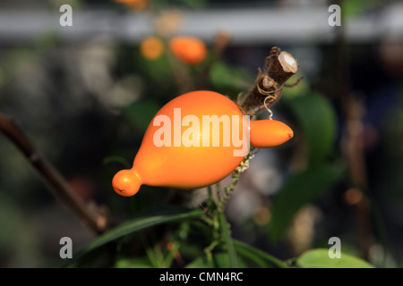 Solanum mammosum is commonly known as nipple fruit. A poisionous fruit it is native to South America Stock Photo