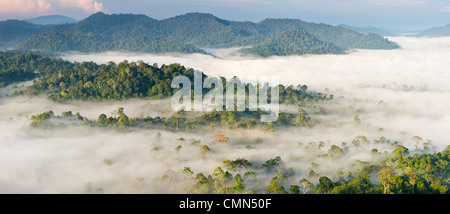 Mist and low cloud hanging over Lowland Dipterocarp Rainforest, just after sunrise. Heart of Danum Valley, Sabah, Borneo. Stock Photo