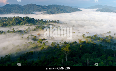 Mist hanging over Lowland Dipterocarp Rainforest just after sunrise. Danum Valley Conservation Area, Sabah, Borneo. Stock Photo