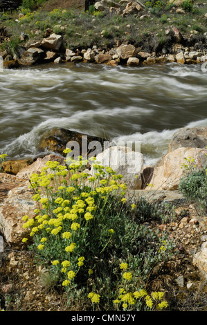 USA, Idaho, Panther Creek, Wild Buckwheat, Wildflowers Stock Photo