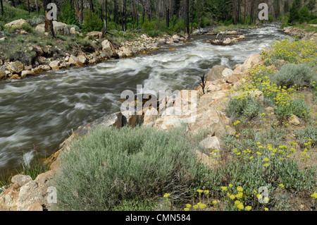 USA, Idaho, Panther Creek, Wild Buckwheat, Wildflowers Stock Photo