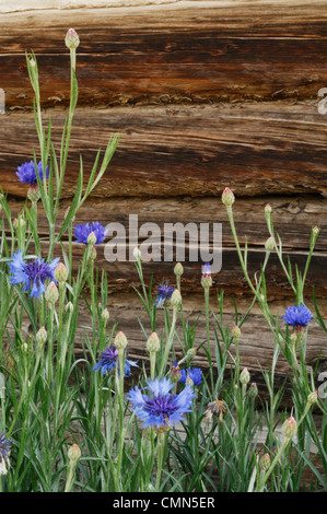 USA, Salmon, Idaho, Log Cabin, Wildflowers Stock Photo