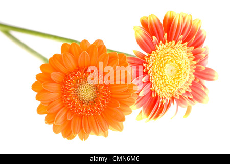 Orange and yellow gerbera daisy family Stock Photo