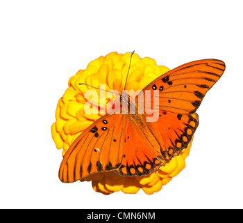 Brilliant orange Gulf Fritillary butterfly feeding on an orange Zinnia flower, on white background Stock Photo