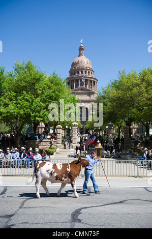 Youth parade their champion steer at the Texas Capitol in final Grand Champion judging at the Star of Texas Rodeo, Austin TX Stock Photo
